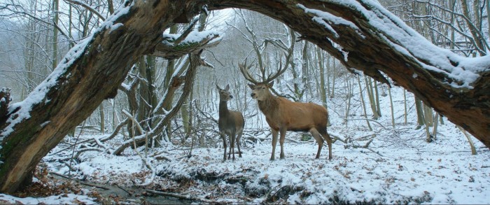 Sutra film iznenađenja 45. FEST-a – berlinski pobednik "Na duši i telu"